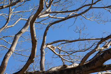 Arvore  de copaiba ou  pau de oleo sem folhas  sob ceu azul e  casas de joao de barro sudeste do brasil inverno de 2018