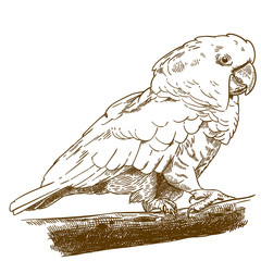 Fototapeta premium engraving drawing illustration of white cockatoo