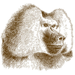 Obraz premium engraving drawing illustration of baboon head