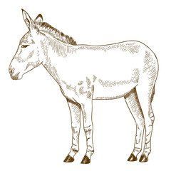 engraving drawing illustration of somali wild ass