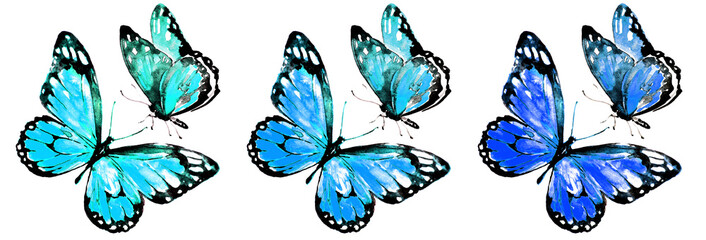 beautiful color butterflies, set, watercolor,  isolated  on a white