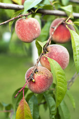 Fresh ripe organic peaches on branch growing in garden.