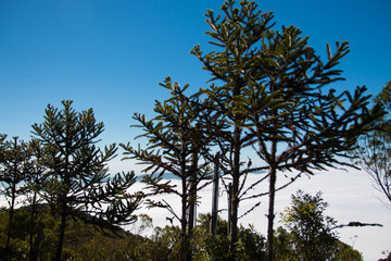 Sao Paulo, Wedge , Brazil, Lavender, Flower, Laundry Rio de Janeiro, Angra dos Reis, cloud, nature, Cunha