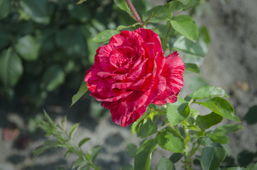 rose blooming red flowers