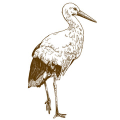 engraving drawing illustration of stork