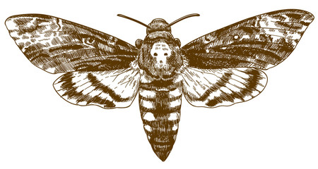 engraving drawing illustration of African death-head hawkmoth