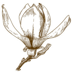 Fototapeta premium engraving illustration of magnolia flower