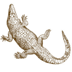 Fototapeta premium grawerowanie rysunek ilustracja wielkiego krokodyla