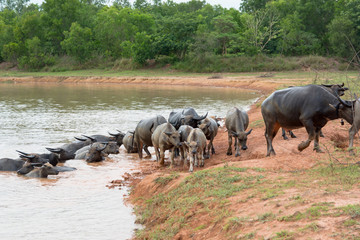 buffalo swimming in a river.