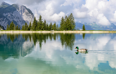 Duck in Ehrwalder Almsee - beautiful mountain lake in the Alps, Tyrol, Austria