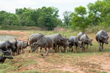 group of asian buffalo countryside field of Thailand