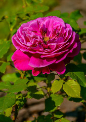 Rose flowers in the Park of Pavlovsk