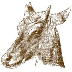 engraving illustration of nilgai or blue bull