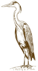 engraving illustration of great blue heron - 214154535