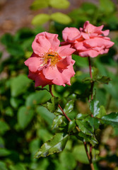 Rose flowers in the Park of Pavlovsk