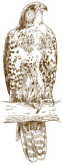 engraving illustration of saker falcon