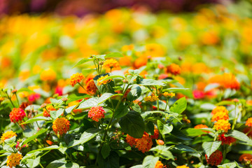 Colorful Flowers in a Garden