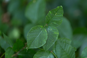 Fototapeta na wymiar Poison Ivy in the Woods