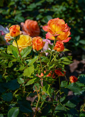 Rose flowers in the Park of Pavlovsk