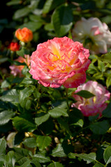 Rose flowers in the Park of Pavlovsk.