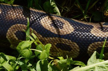 Ball Python Details