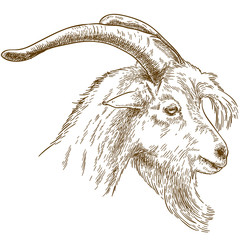 engraving  illustration of goat head