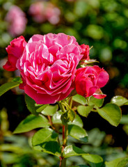 Rose flowers in the Park of Pavlovsk.
