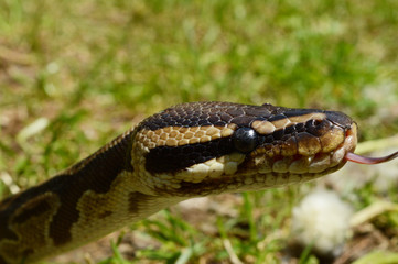 Ball Python Closeup