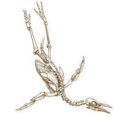 engraving illustration of penguin skeleton