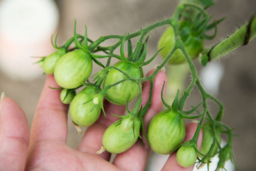 Green cherry tomatoes on a branch, growing harvest concept