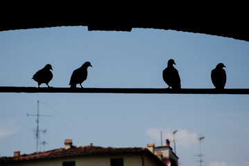 Silhouette of doves