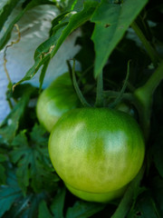Young fresh and green tomatoes on their vines and tree in greenhouse plantation. Agriculture and...