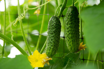 Little cucumbers growing on branches, beautiful greenhouse harvest concept