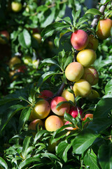 Beautiful plum branch full of plums, summer harvest concept