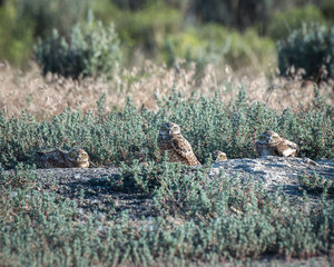 Family of owls staring