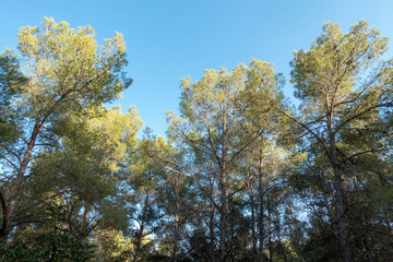 A group of trees under the blue sky
