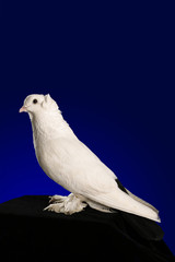 Dove studio shooting on a dark blue background.