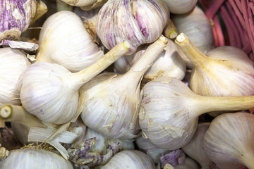 Pile of fresh white and purple garlic heads.