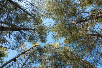 A group of trees under the blue sky