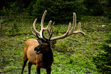 Bull Elk Velvet Antlers
