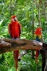 Birds of a Feather 3