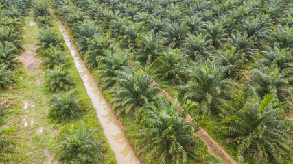 High angle view of palm plantation