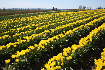 Fototapeta premium Tulips 