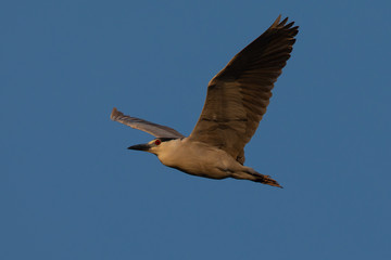 Obraz premium Black-crowned night heron flying in beautiful light , seen in the wild in North California