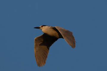 Black-crowned night heron flying in beautiful light , seen in the wild in North California