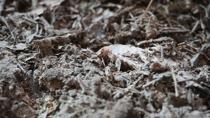 Tierra seca de plantas