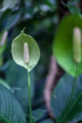 Obraz premium Flower