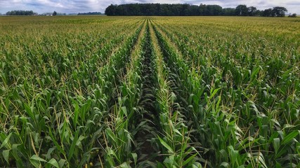 Corn on one side, Beans on the other 
