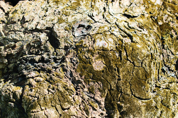Moss on the tree texture background.