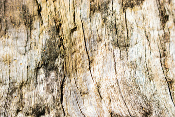 Tree bark texture background.